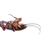 csótányirtás házilag