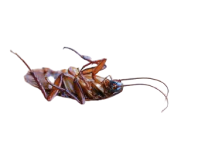 csótányirtás házilag