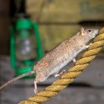 egerirtas_patkanyirtas_ragcsaloirtas