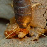 ezustos_pikkelykeirtas