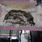 darazsfeszek_darazsirtas