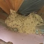 darazsfeszek_darazsirtas