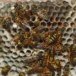 darazsfeszek_darazsirtas