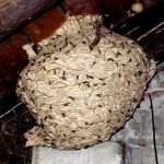 darazsfeszek_darazsirtas