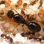 faraohagya_faraohagyairtas