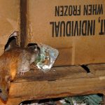 egerirtas_patkanyirtas_ragcsaloirtas