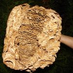 darazsfeszek_darazsirtas