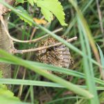 darazsfeszek_darazsirtas