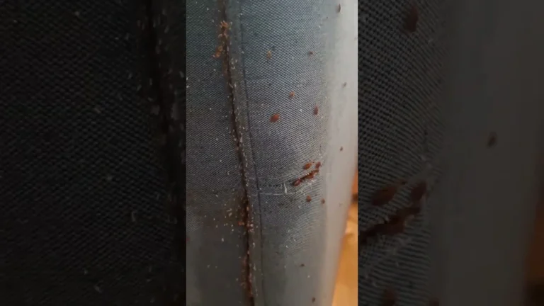 Ágyi poloska irtás és erős fertőzöttség bemutatása