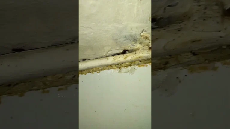 Csótányirtás étterem