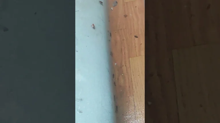 Csótányirtás lakásban