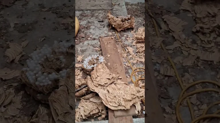 Darázsirtás fészerben