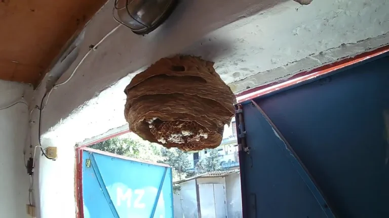 Darázsirtás garázsban